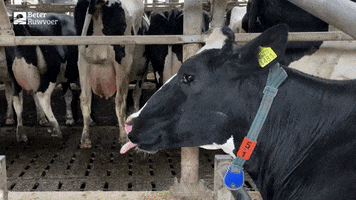 BeterRuwvoer GIF