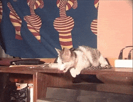 No One Knows That I Turn Into A Cat In The Middle Of The Night To Scare My Enemies GIF