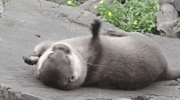 otter nuts GIF