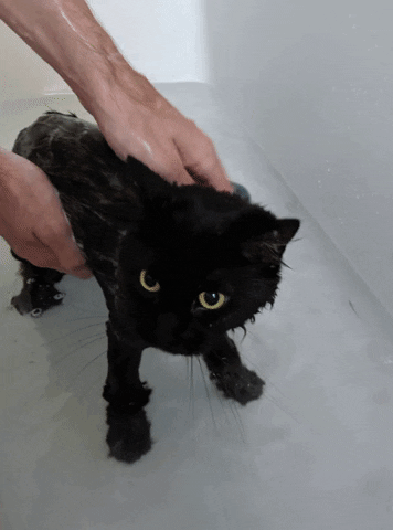 Nekone Gifs Get The Best Gif On Giphy, Cat In Bathtub Gif