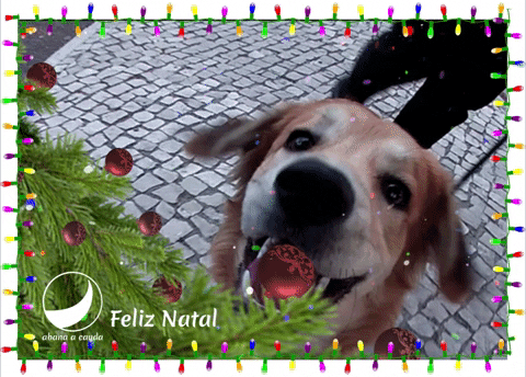 Fun Dog GIF by abana a cauda - Find & Share on GIPHY