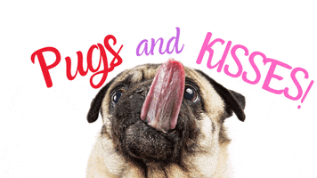 Valentines Day Pugs GIF by Animal Emergency & Referral Center of Minnesota