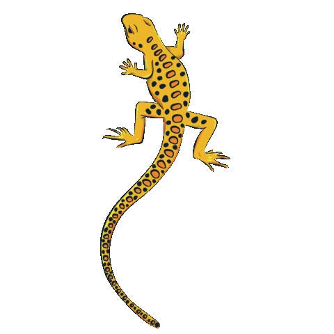 Illustration Lizard Sticker