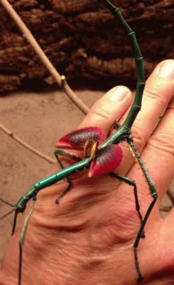 stick insects GIF