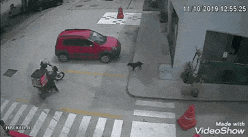 Animated GIF