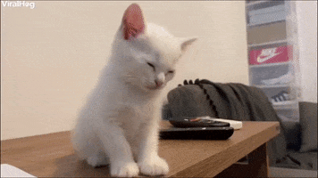 200.gif?cid=fc005b088c44c346ac0c3228b7fa5cf05d27852aea611f64&rid=200.gif&ct=g