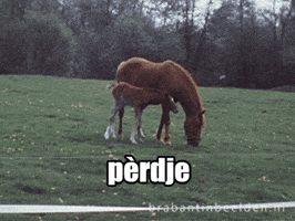 Baby Animal Spring GIF by BrabantinBeelden