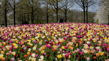 Spring Tulips GIF by Keukenhof
