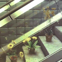plants escalator GIF