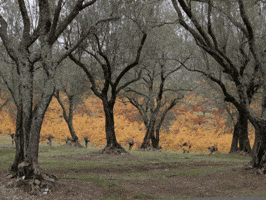 Dr Michael Piepkorn GIF