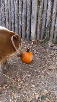 Hungry Hog Chomps on Pumpkin Ahead of Halloween at Cincinnati Zoo