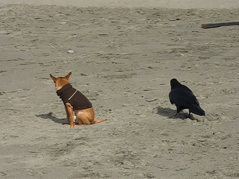 Dog Bird GIF by America's Funniest Home Videos - Find & Share on GIPHY