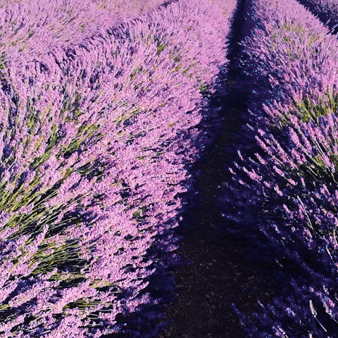 France Flower GIF - Find & Share on GIPHY