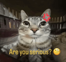 Are You Serious Tabby Cat GIF