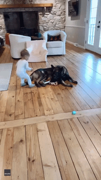 Guard Dog Settles Nicely Into New Role as Baby's Playmate