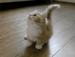 Video gif. Fluffily cat looks up as it skitters frantically from side to side.