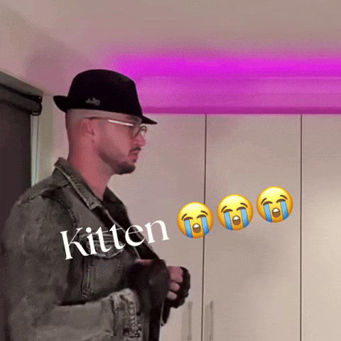 Kitten GIF