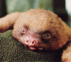 tongue GIF