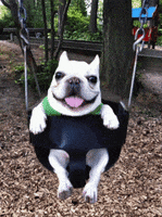 Dog Swing GIF