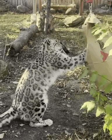 GIF by Valley Zoo Development Society