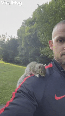 Squirrel Hitches A Ride On Mans Shoulder GIF by ViralHog