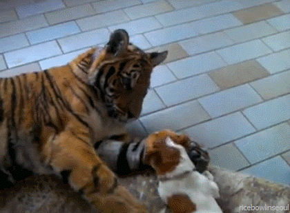 dog wow GIF