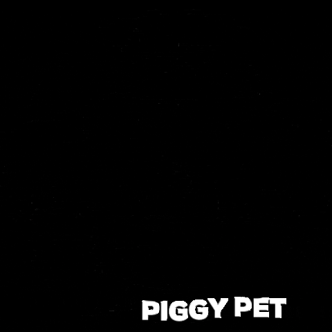 piggypet carlino piggy pet piggypet herness GIF