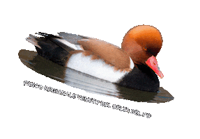 parcodeltapo Sticker