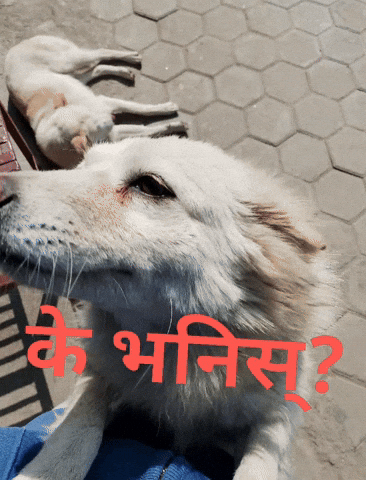 क भनस GIF