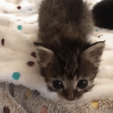 Happy Kitten GIF by JustViral.Net - Find & Share on GIPHY