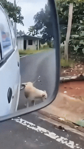 Dog Pees On Tire Cats Drive Away GIF
