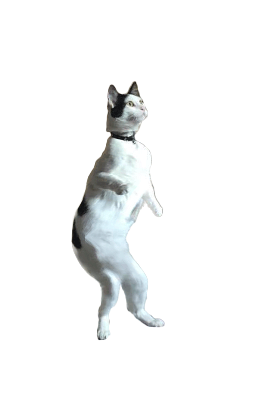21+ Dancing Cat Meme Gif Transparent