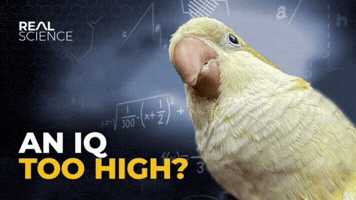 Iq Crowmeme GIF