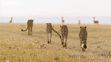 Night Out Friends GIF by BBC Earth