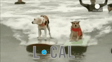 30A happy beach dogs surfing GIF