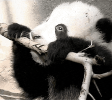 sandiegozoo reaction cute adorable panda GIF