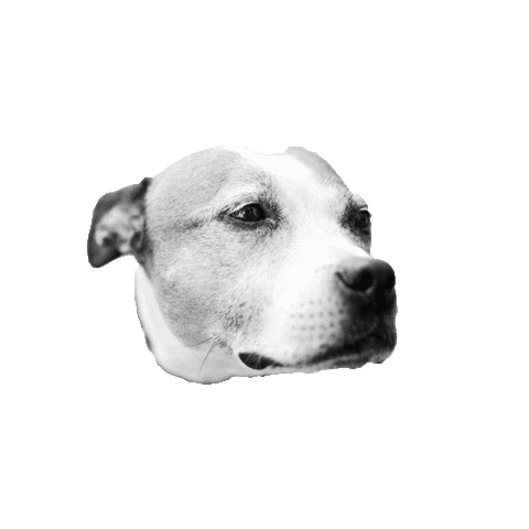 Dogs Loekathedog Sticker by GreenberryNL