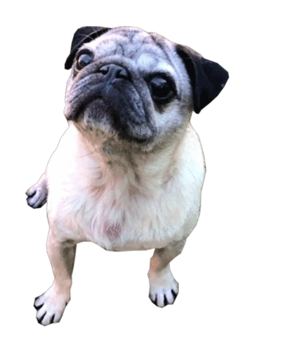 Pug Funny Dog Sticker by Atavik