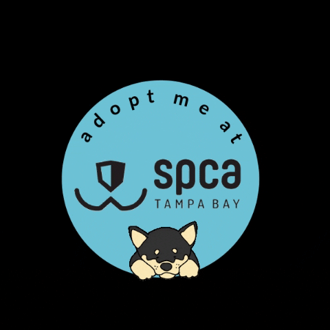 Largo Adopt GIF by SPCA Tampa Bay