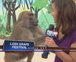 reporter baboon GIF