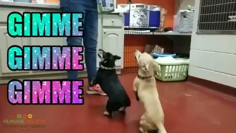 Give It To Me GIF by Humane Society of Northeast Georgia