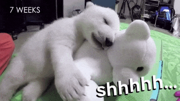 Bear GIF