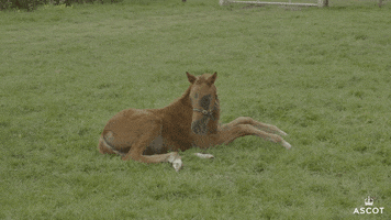 Tired Horse Racing GIF by Ascot Racecourse