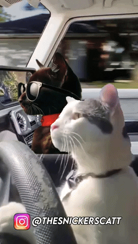 snickerscatt cat cat driving driving cat thesnickerscatt GIF