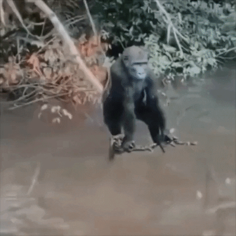 Monkey Seemonkey Do GIF