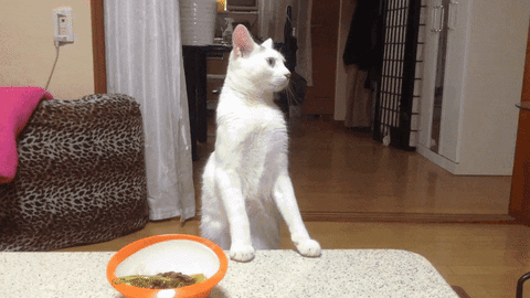 Cat Cook GIFs Get The Best GIF On GIPHY