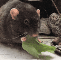 Pet Rat GIF