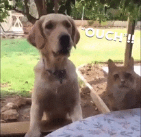 Ouch GIF