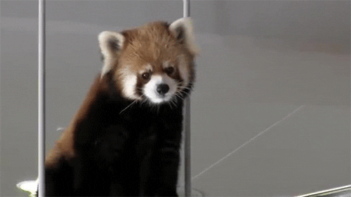 A Red Panda Adorably Tries To Intimidate A Rock Gifs Get The Best Gif On Giphy
