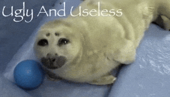 Seal Nico GIF